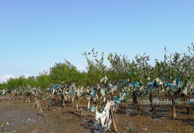 Thanh[-]Ho&aacute;:[-]Kinh[-]h&atilde;i[-]r&aacute;c[-]thải[-]quấn[-]chặt[-]c&acirc;y[-]rừng[-]ph&ograve;ng[-]hộ[-]ven[-]biển